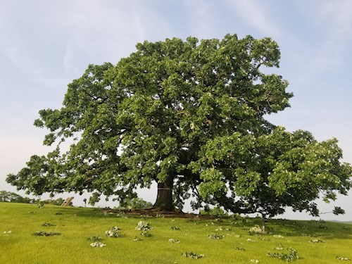 Dane County Heritage Oak Project