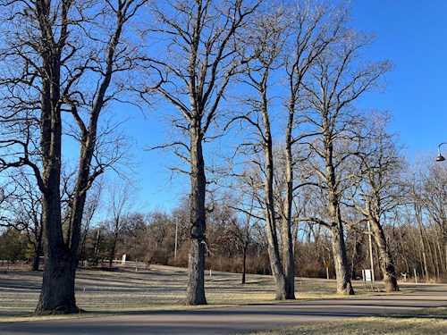 Remarkable Trees of Dane County