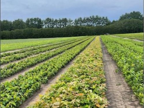 Heritage Oak Progeny Map